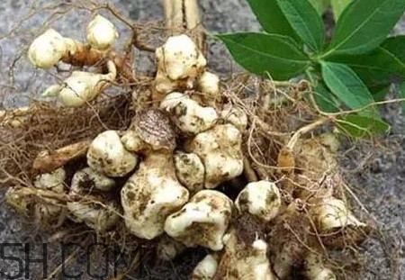 菊芋怎么做好吃？菊芋怎么腌制