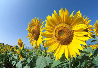 向日葵什么時(shí)候開花？向日葵什么時(shí)候成熟