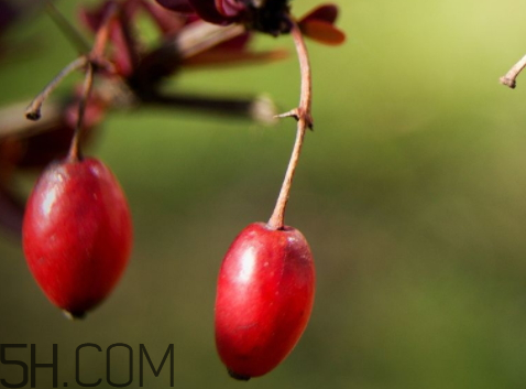 山茱萸什么時候成熟？山茱萸什么時候結(jié)果？
