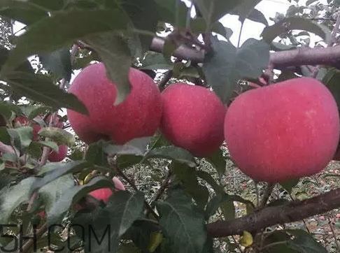 丑蘋(píng)果多少錢(qián)一斤？丑蘋(píng)果價(jià)格