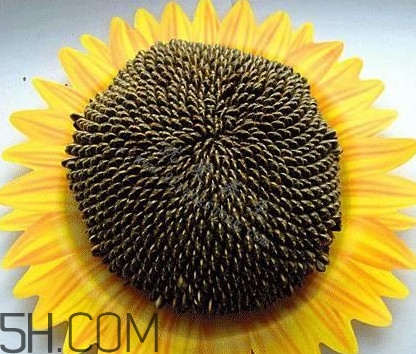 葵花籽是什么？葵花籽和瓜子的區(qū)別