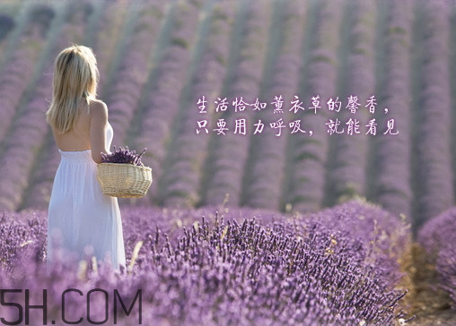 香柏樹薰衣草敏感修復乳液怎么樣？多少錢？