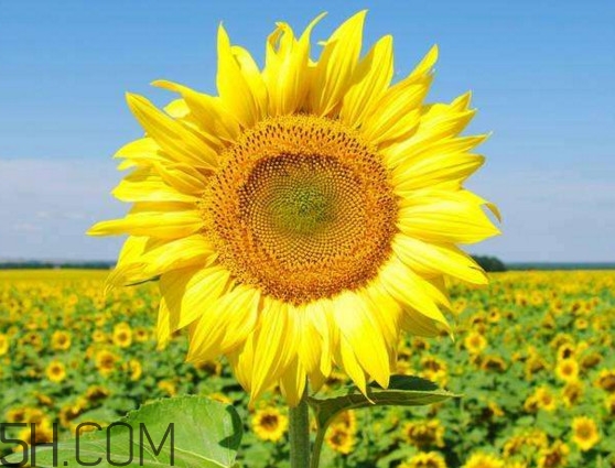 向日葵什么時候開花？向日葵什么時候成熟