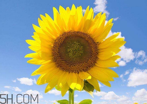 向日葵是怎么傳播種子的？向日葵是圍著太陽轉(zhuǎn)嗎