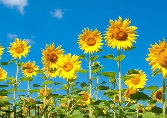 向日葵向什么方向？向日葵的花語是什么