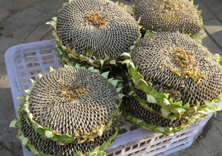 一朵向日葵能結(jié)多少葵花籽？葵花籽為什么也會致癌