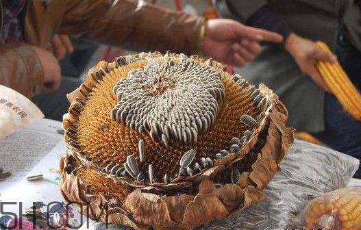 葵花籽怎么弄下來(lái)？葵花籽怎么脫粒