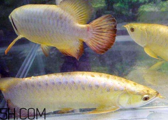金龍魚(yú)有什么寓意？金龍魚(yú)有幾個(gè)品種