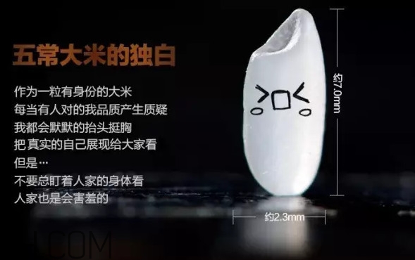 五常大米為什么那么貴？五常大米比一般大米味道好在哪兒