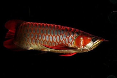 金龍魚(yú)是怎么繁殖？養(yǎng)金龍魚(yú)有什么講究