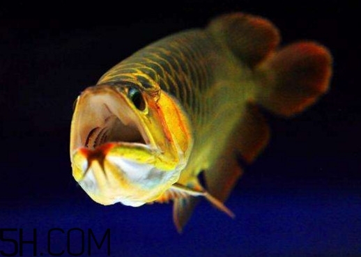 金龍魚(yú)有什么寓意？金龍魚(yú)有幾個(gè)品種