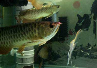 金龍魚是怎么繁殖？養(yǎng)金龍魚有什么講究