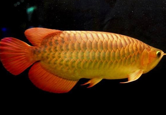 什么魚和金龍魚一起養(yǎng)好？金龍魚怎么養(yǎng)