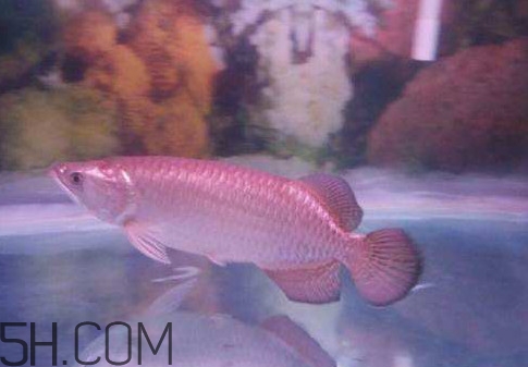 金龍魚(yú)是怎么繁殖？養(yǎng)金龍魚(yú)有什么講究