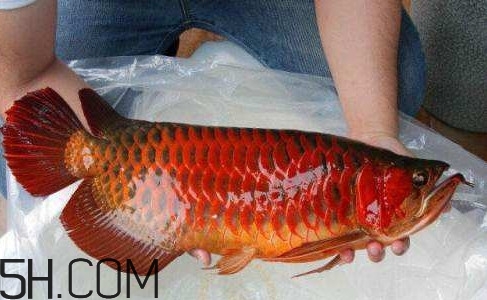 金龍魚能吃嗎？紅龍魚貴還是金龍魚貴