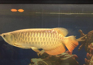 金龍魚是什么魚？金龍魚多少錢一條