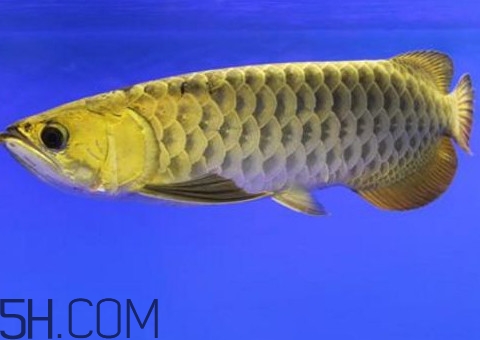 金龍魚(yú)是怎么繁殖？養(yǎng)金龍魚(yú)有什么講究