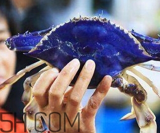 藍(lán)色梭子蟹可以吃嗎？梭子蟹蟹腿變藍(lán)可以吃嗎