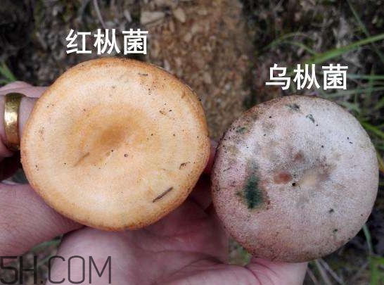 重陽菌燉久了營養(yǎng)會流失嗎？重陽菌長霉還能吃嗎