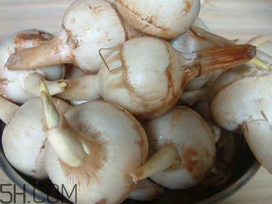 慈菇是發(fā)物嗎？慈菇是馬蹄嗎