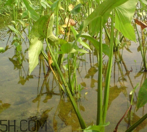 慈菇什么時候種？慈菇什么季節(jié)有