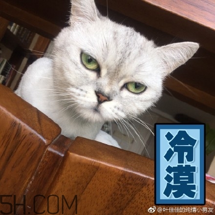 你個臭居居什么意思？你個臭居居表情包