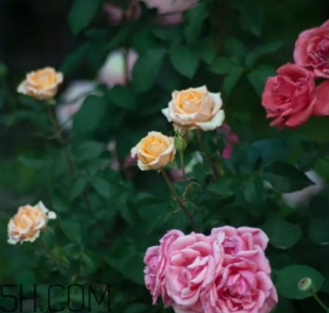香水工坊茶玫瑰tea rose好聞嗎？tea rose香水有假貨嗎？