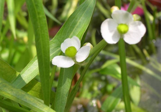 慈菇什么時(shí)候種？慈菇什么季節(jié)有