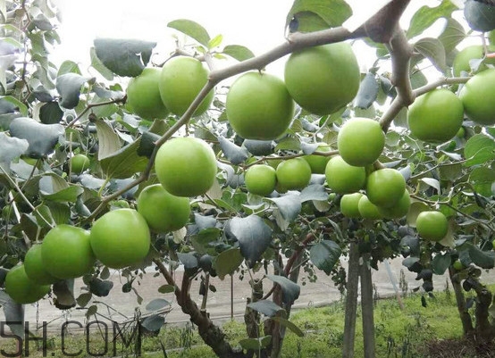 青棗核可以種嗎？青棗種植方法及管理