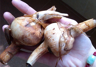 慈菇是什么？慈菇怎么吃