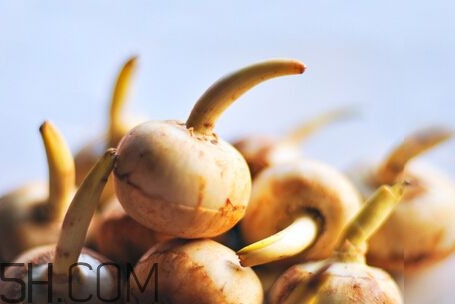 慈菇是什么？慈菇怎么吃