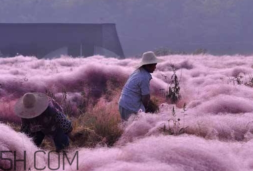 粉黛亂子是什么植物？粉黛亂子草花語