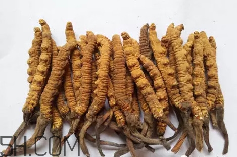 冬蟲夏草真的冬天是蟲夏天是草嗎？冬蟲夏草是怎么長成
