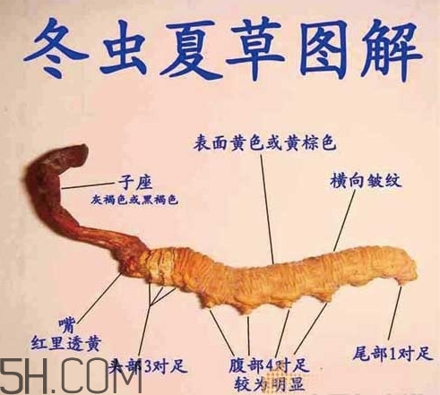 冬蟲夏草有假的嗎？冬蟲夏草不抗癌