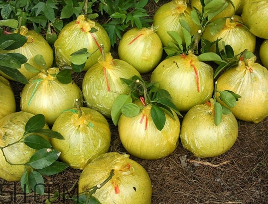 文旦上火嗎？文旦種植環(huán)境條件