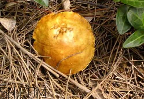 松菇怎么清洗？松菇不能和什么一起吃