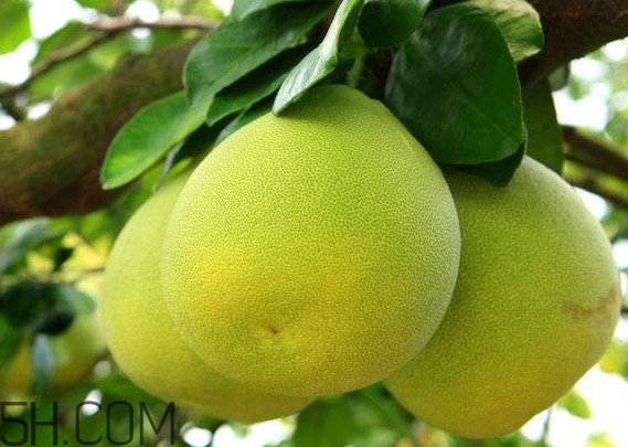 文旦怎么保存？文旦是哪個地方的特產(chǎn)