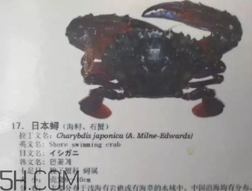 海虹蟹和梭子蟹哪個(gè)好？海虹蟹和梭子蟹的區(qū)別