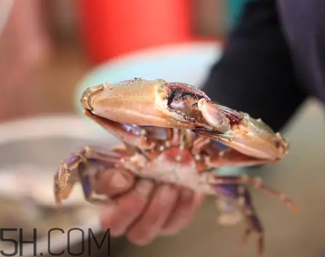 海虹蟹蒸多久才可以熟？海虹蟹蒸多長時間