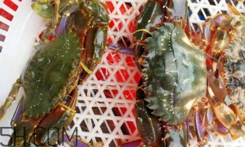 海虹蟹好吃嗎？海虹蟹多少錢一斤
