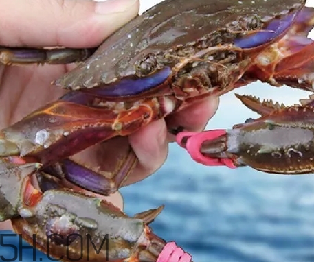 海虹蟹好吃嗎？海虹蟹多少錢一斤