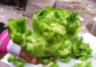 兒菜怎么種？兒菜怎么腌制