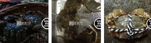 菜蟹是什么蟹？菜蟹的營養(yǎng)價值與功效
