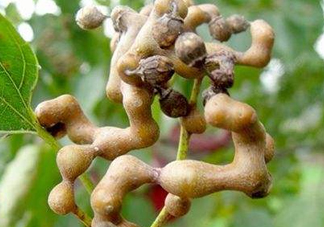 雞爪梨解酒是真的嗎？雞爪梨種下幾年能開花結果