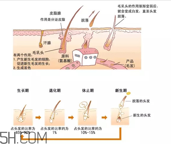 禿頂了還能長出頭發(fā)嗎？禿頂和性欲太強是不是有關