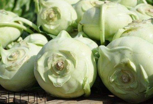 大頭菜是發(fā)物嗎？大頭菜是卷心菜嗎
