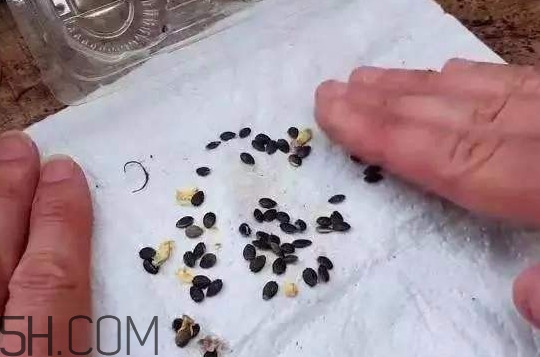 百香果的皮有什么作用？百香果籽可以種嗎