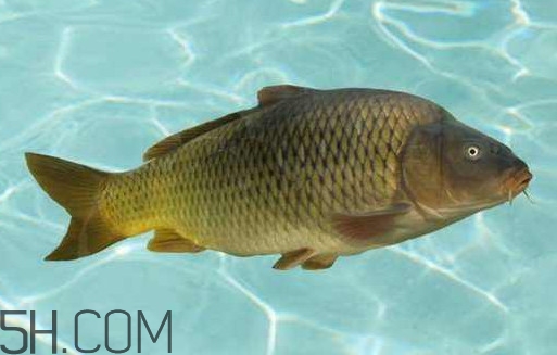 野生黃河鯉魚多少錢一斤？黃河鯉魚有幾根須