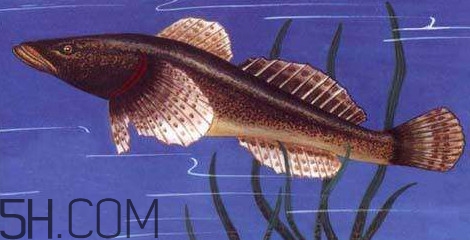 松江鱸魚多少錢一斤？松江鱸魚的松江在哪里