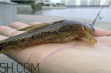 松江鱸魚能長(zhǎng)多大？塘鱧魚和松江鱸魚有什么區(qū)別